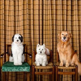 dogs